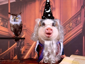 guinea pig, disguise, owl, magician