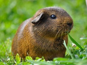 grass, Brown, guinea pig