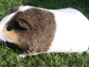 guinea pig, longhaired, grass, maritime