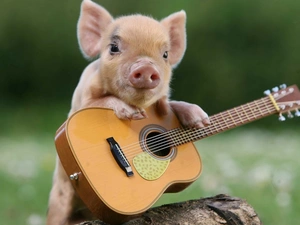 Funny monkey, guinea pig, Guitar, small