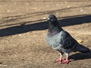 pigeon