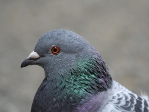 pigeon, Head