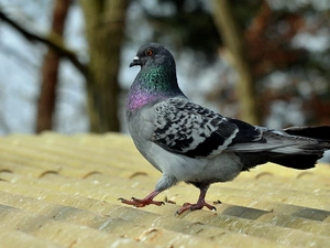 pigeon, the roof