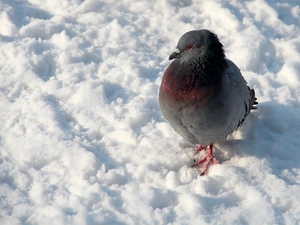 pigeon, snow