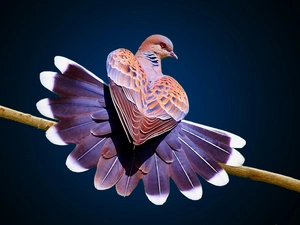 Turtle-Dove, Bird, pigeon