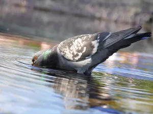 pigeon, water