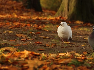 White, dry, Leaf, pigeon