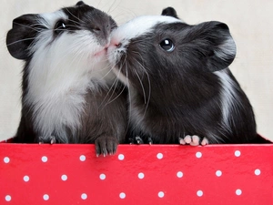 Box, Two, Guinea Pigs