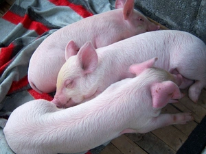 Pigs, sweet