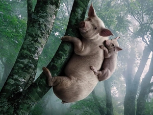 Pigs, trees