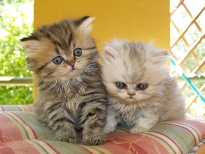 Two cars, puss, Pillow, little doggies