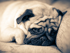 Sofa, Sponge, pug, Pillow