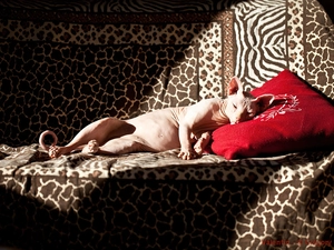 Red, Pillow, sphinx, Sofa, kitten