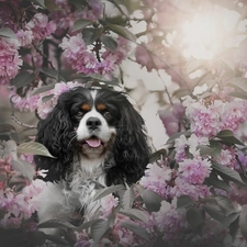 Flowers, Cavalier King Charles spaniel, cherry, Pink, dog, Fruit Tree, Twigs