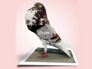 dove, background, 4d, Pink