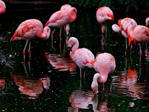 Pink, Flamingos