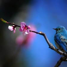 Pink, Flower, Bird, branch, blue