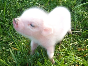 guinea pig, small, Pink