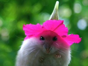 hamster, Flower, Hat, Pink
