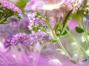 mantis, Flowers, blur, Pink