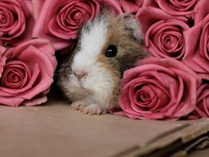 roses, guinea pig, Pink