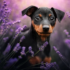 dog, lavender, blur, Pinscher