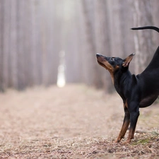 dog, trees, forest, Pinscher