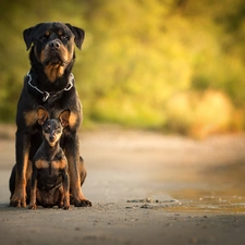 Rottweiler, miniature Pinscher