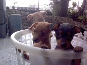 miniature Pinschers, Three, little doggies