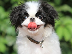 small, doggy, pekinese, pinto