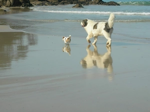 Puppy, adult, Mastif pirenejski