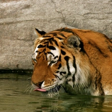 tiger, watering place