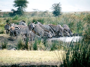 trees, zebra, watering place, River, viewes, grass