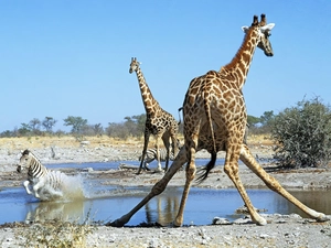 Zebra, giraffe, watering place