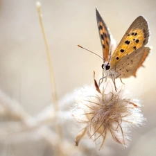 Close, American Copper, plant, butterfly