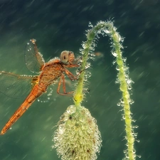Rain, dragon-fly, plant