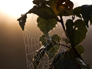 dry, Web, Close, plant