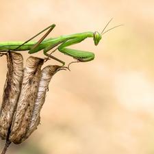 Green, dry, plant, mantis