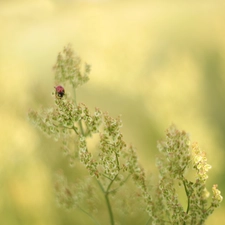 plant, ladybird, Insect