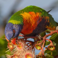 Blossoming, Corymbia Ficifolia, Mountain Rainbow Lorikeet, plant, parrot