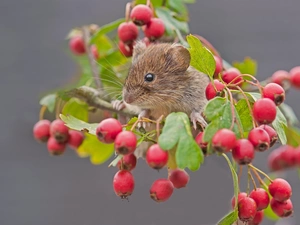 mouse, Wild, rose, plant