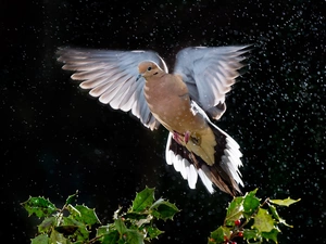 pigeon, plant, Rain, Collared Dove