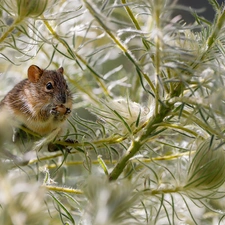 plant, mouse, seed