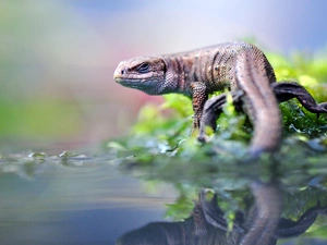 Agama, water, reflection, Plants