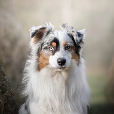 muzzle, dog, background, Plants, fuzzy, Australian Shepherd