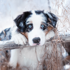 Blue, dog, beam, Plants, Eyes, Australian Shepherd