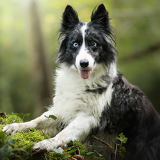 dog, muzzle, Plants, Border Collie