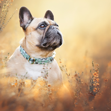 dog, dog-collar, Plants, French Bulldog