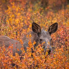 Bush, young, moose, Plants