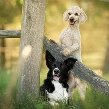 Fance, Border Collie, Flowers, poodle, Dogs, grass, Plants